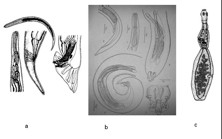 Helminths of different types of life cycles